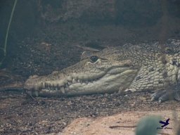 Tiergarten Schönbrunn am 24.02.2026